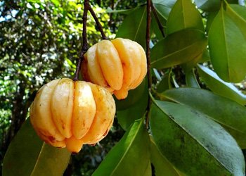 Garcinia Cambogia