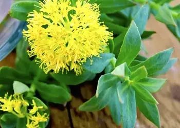 Rhodiola