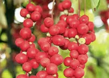 Schisandra